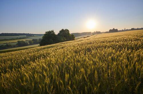 Hunsrück Getreidefeld bei Kirchberg Fotograf Klaus Peter Kappest für Wanderbüro Saar Hunsrück KPK1480662