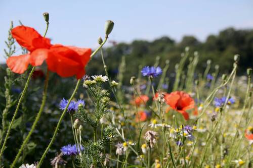 poppies and wild summer flowers